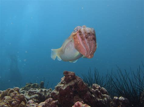 Riding Cuttlefish .